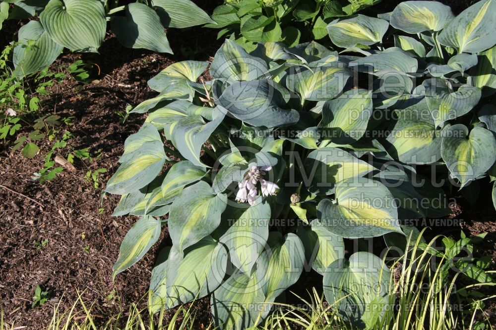 Hosta Touch of Class (Hosta funkia august lily) 3 