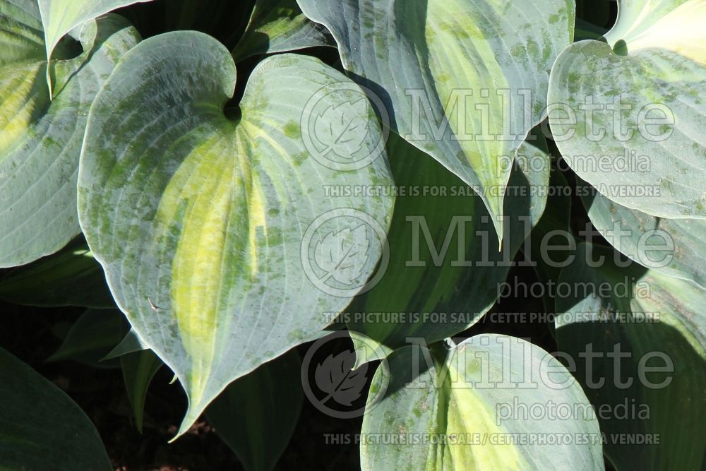 Hosta Touch of Class (Hosta funkia august lily) 4 