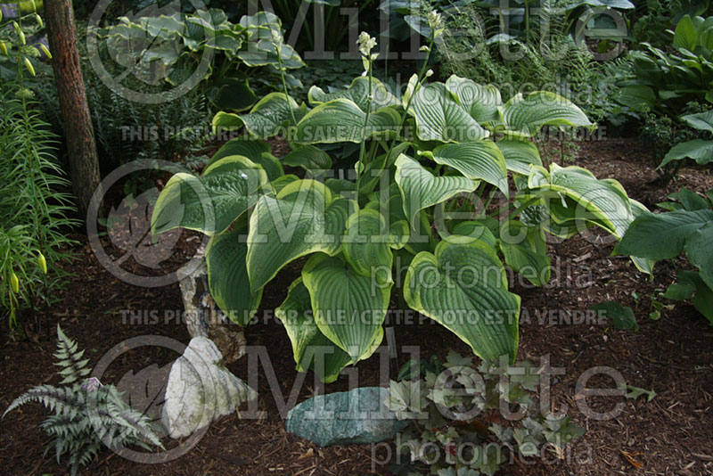 Hosta Unchained Melody (Hosta funkia august lily) 1 