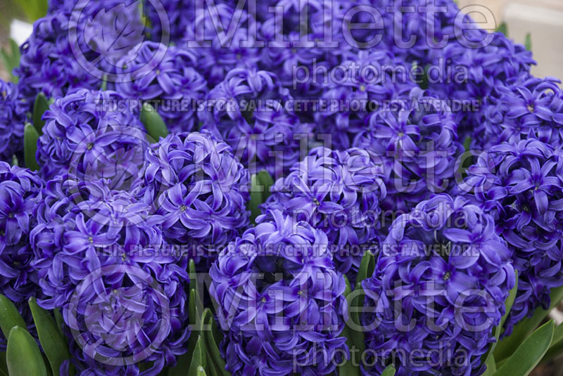 Hyacinthus Aida (Hyacinth) 1