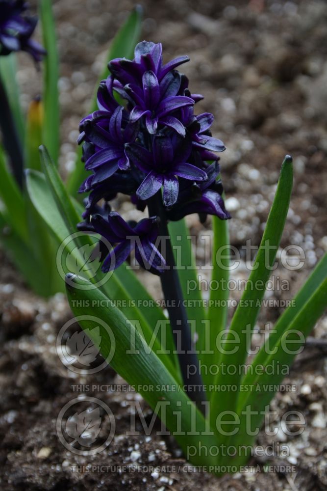 Hyacinthus Dark Dimension (Hyacinth) 1