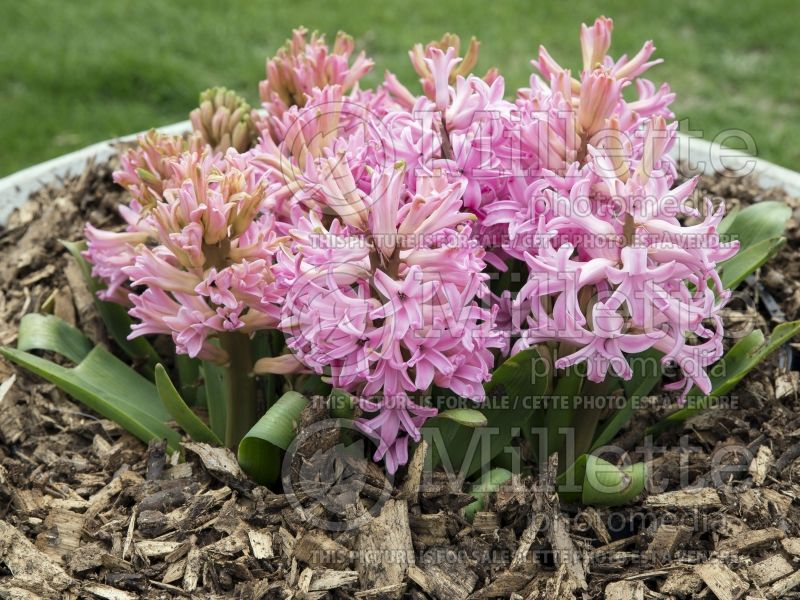 Hyacinthus Pink Pearl (Hyacinth) 4
