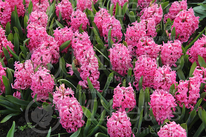 Hyacinthus Pink Pearl (Hyacinth) 1 