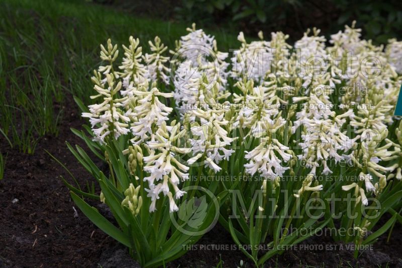 Hyacinthus White Festival (Hyacinth) 1