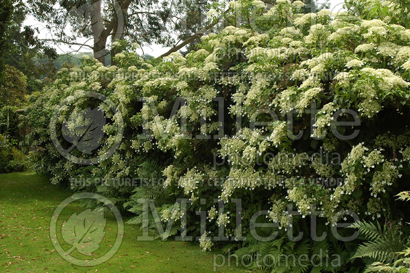Hydrangea petiolaris (Climbing hydrangea) 5  