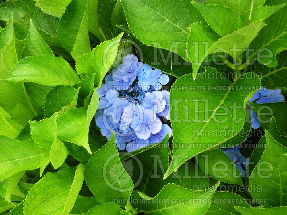 Hydrangea Blueberries & Cream (Hydrangea) 1