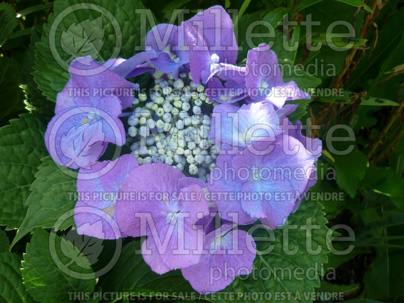Hydrangea Blue Cassel (Bigleaf Hydrangea Mophead)  2