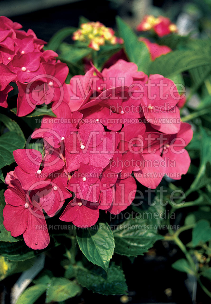 Hydrangea Forever Pink (Bigleaf Hydrangea Mophead) 1  
