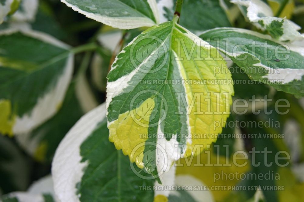 Hydrangea Lemon Wave (Hydrangea) 4 