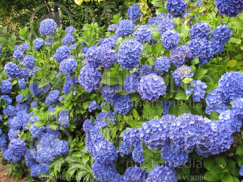 Hydrangea Nikko Blue (Hydrangea)  7