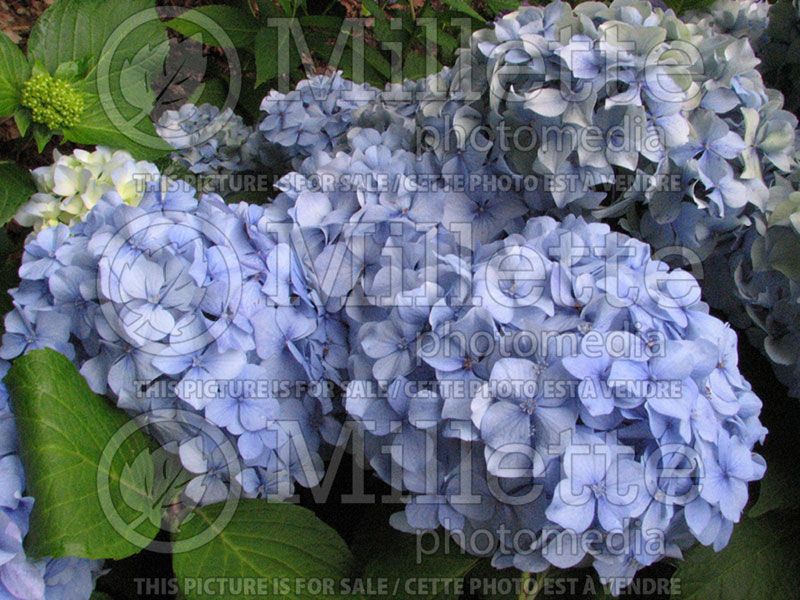 Hydrangea Nikko Blue (Hydrangea)  8