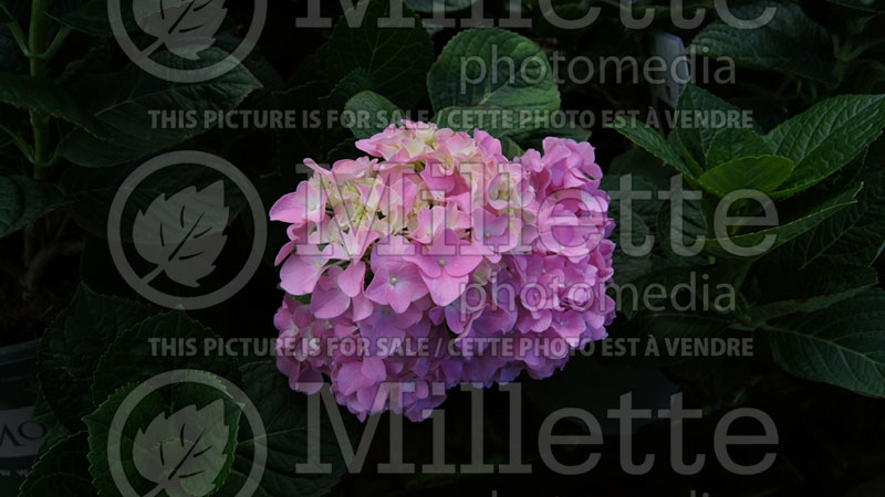 Hydrangea Pink 'n Pretty (Hydrangea) 1