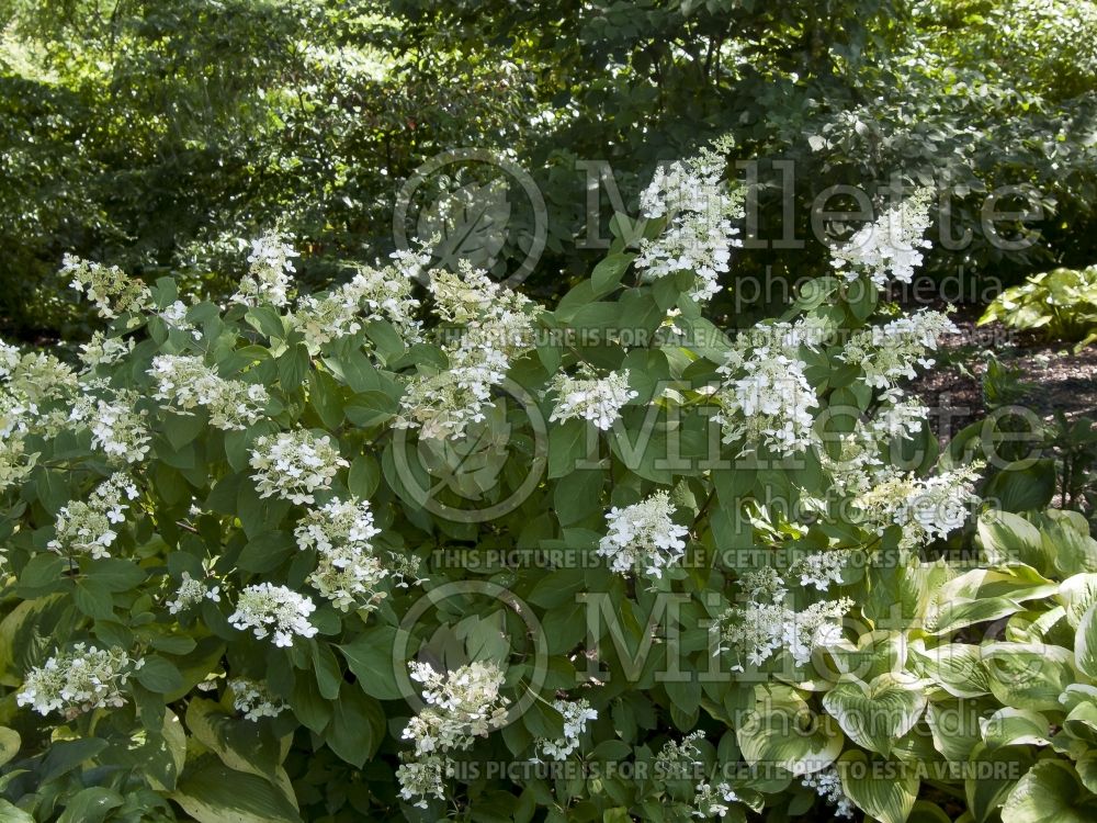 Hydrangea Chantilly Lace (Panicle Hydrangea) 1 