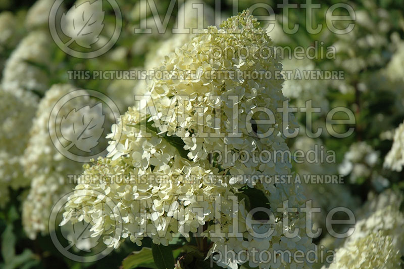 Hydrangea Limelight (Panicle Hydrangea) 5 