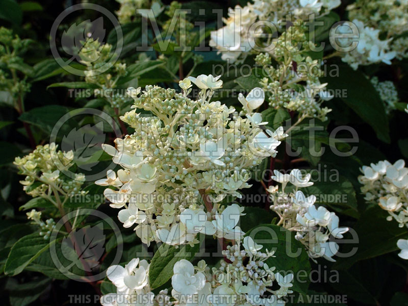 Hydrangea White Diamonds (Panicle Hydrangea)  2