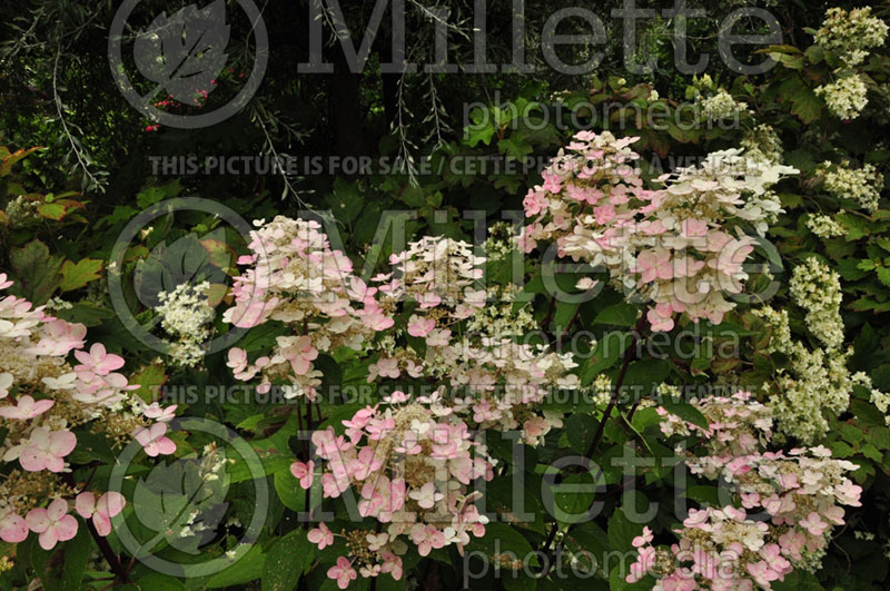 Hydrangea Fire and Ice or Wim's Red (Panicle Hydrangea) 4  