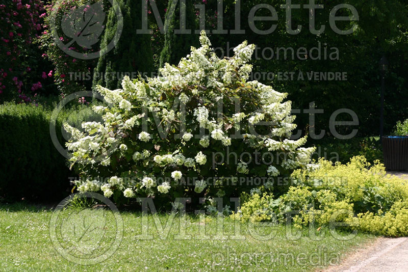 Hydrangea quercifolia (Hydrangea) 6
