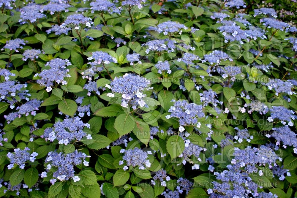 Hydrangea Blue Billow (Bigleaf Hydrangea Mophead) 1 