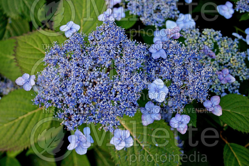 Hydrangea Blue Billow (Bigleaf Hydrangea Mophead) 2 