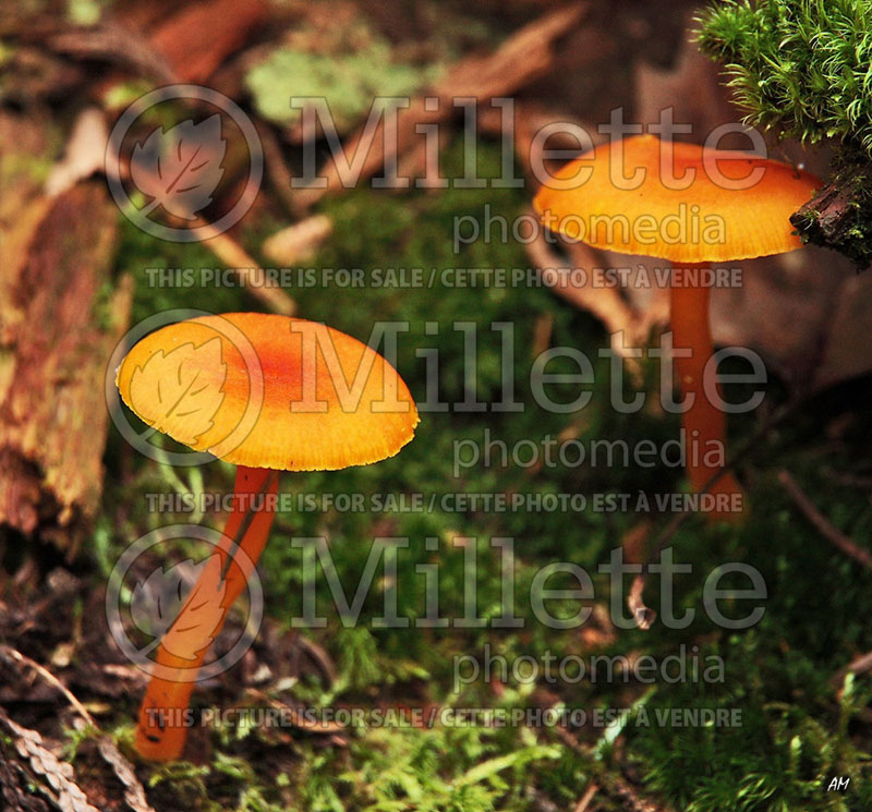 Hygrocybe cantharellus (Goblet Waxcap mushroom) (Edible mushroom) 14 