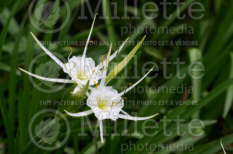 Hymenocallis liriosme (Spring spider lily) 4 