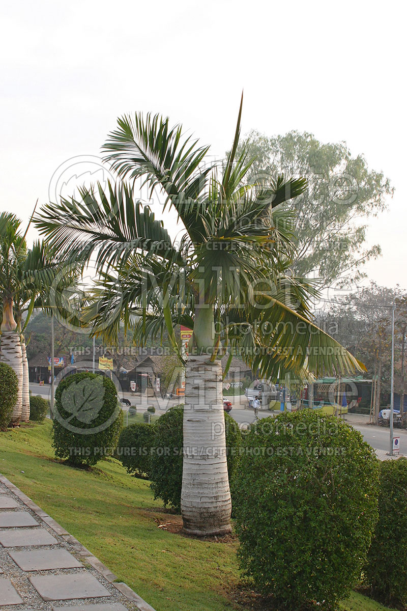 Hyophorbe verschaffeltii (Spindle Palm) 1