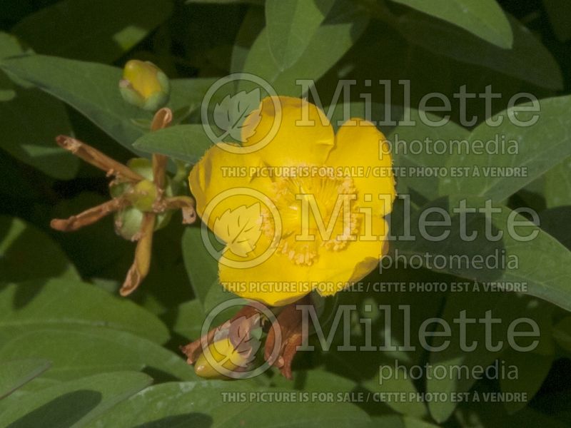 Hypericum Hidcote (St. Johnswort) 1 