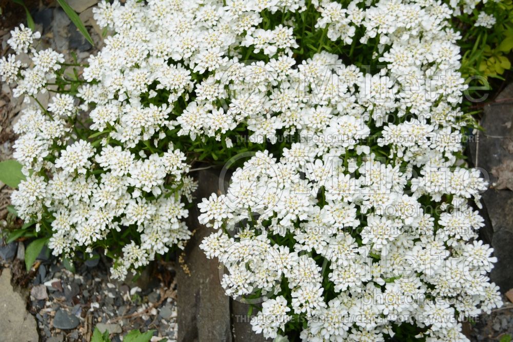 Iberis Tahoe or Snow White (Candytuft) 1 