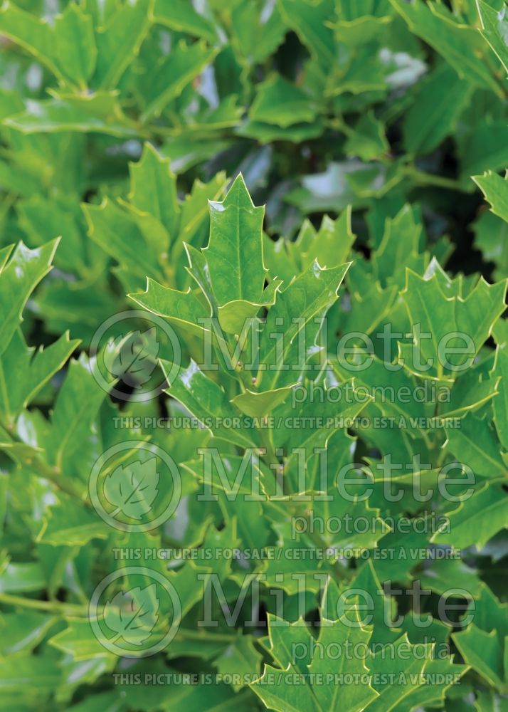 Ilex Oak Leaf aka Conaf (Japanese holly - Houx) 2 