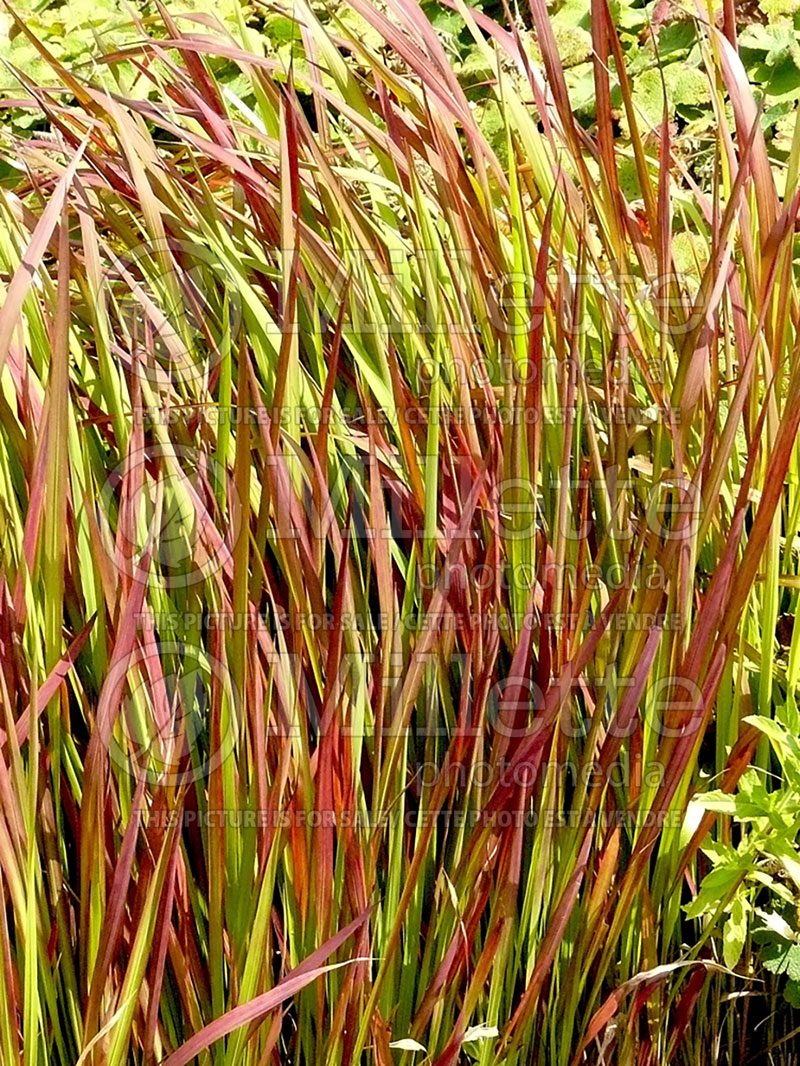 Imperata Red Baron or Rubra (Japanese Blood Grass) 11 