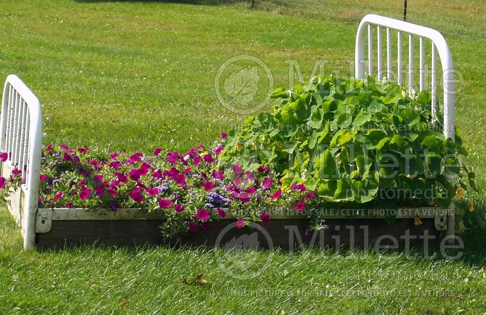 Landscaping of a flower bed in full bloom 1