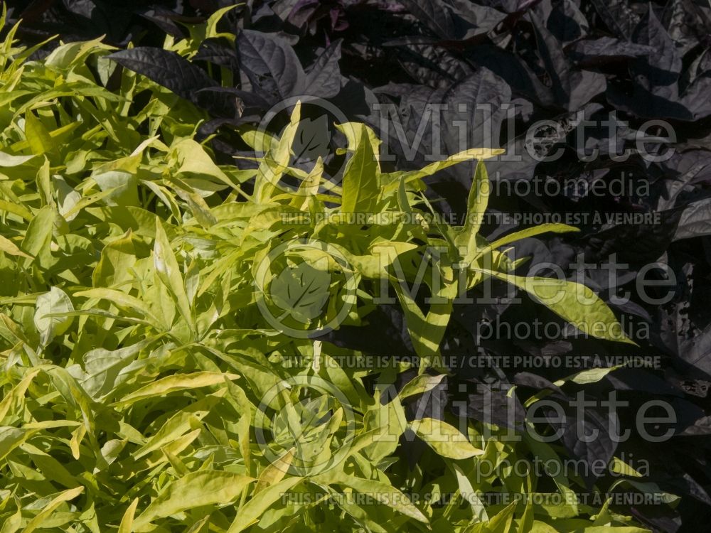 Ipomoea Illusion Emerald Lace (Sweet Potato Vine) 1 