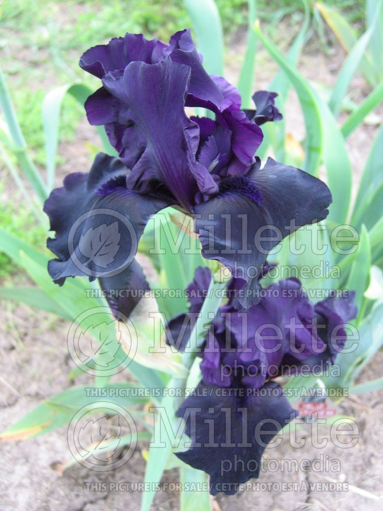 Iris Hello Darkness (Iris germanica Tall bearded) 7