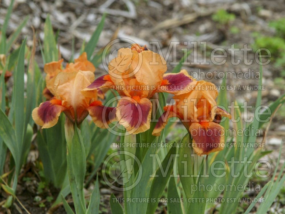 Iris Pele (Iris germanica, Semi Dwarf Bearded) 1 