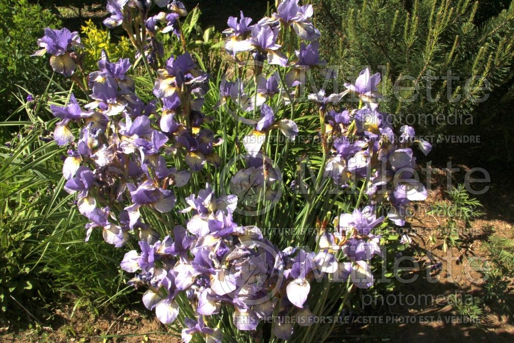 Iris Banish Misfortune (Siberian Iris) 2 