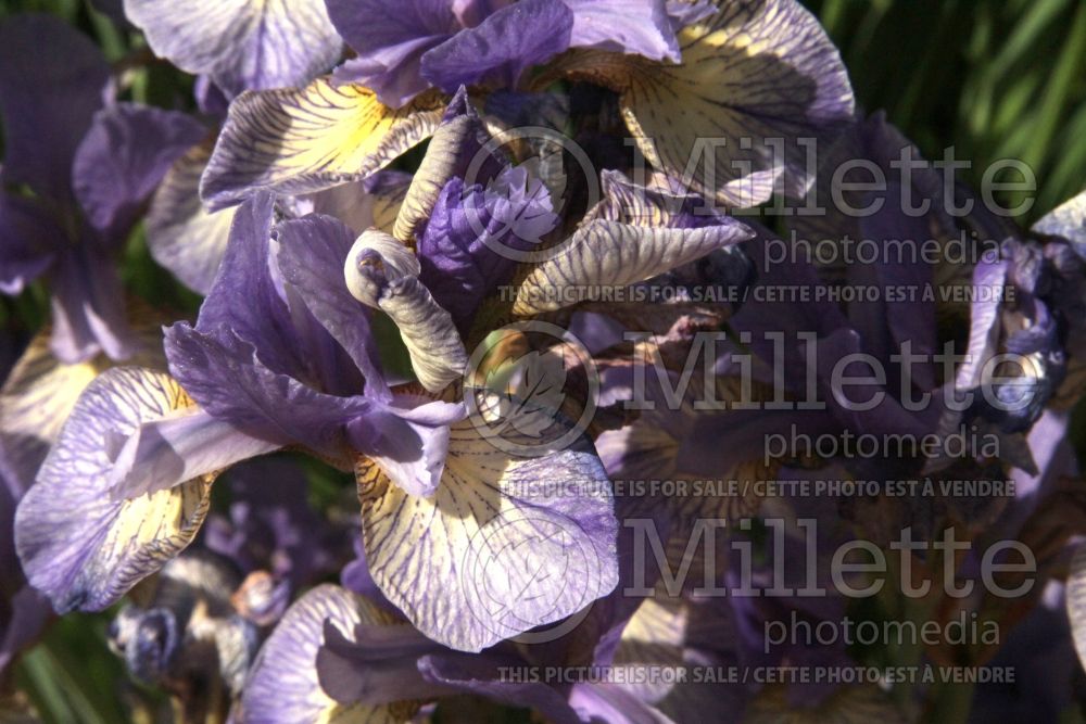 Iris Banish Misfortune (Siberian Iris) 3 