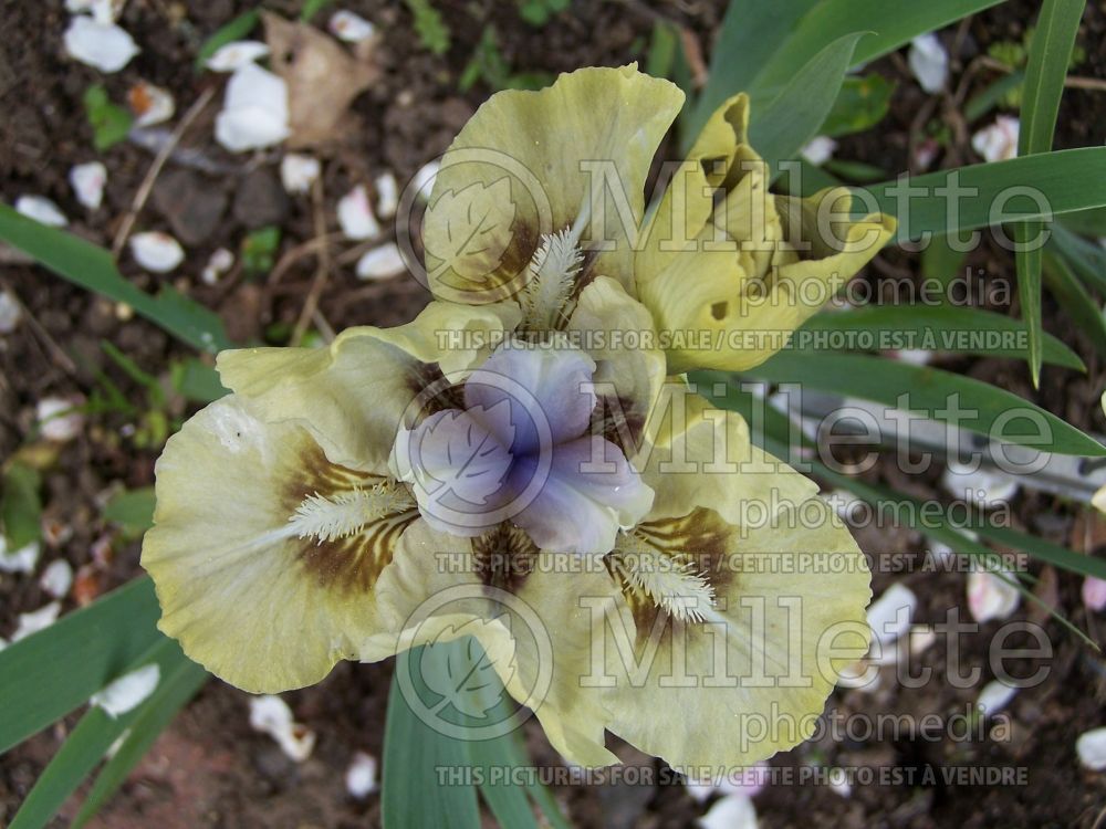 Iris Adoring Glances (Standard Dwarf Bearded Iris) 1  