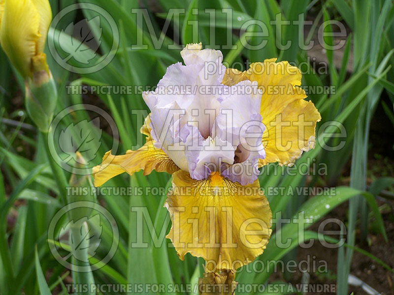 Iris Affaire (Iris germanica, Tall Bearded) 1