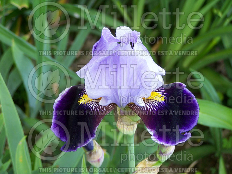 Iris Amigo (Iris germanica, Tall Bearded) 1