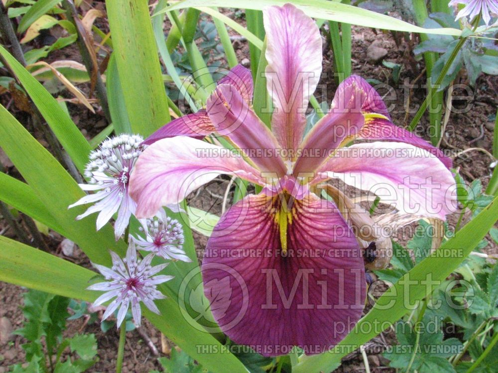 Iris Ann Chowning (Iris louisiana) 1 