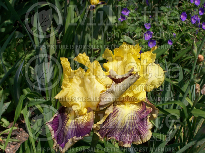 Iris Apparent Secret (Iris germanica, Tall Bearded) 1
