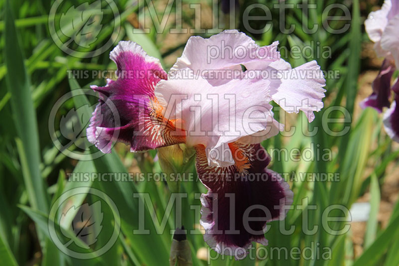 Iris Armageddon (Iris germanica, tall bearded) 1 