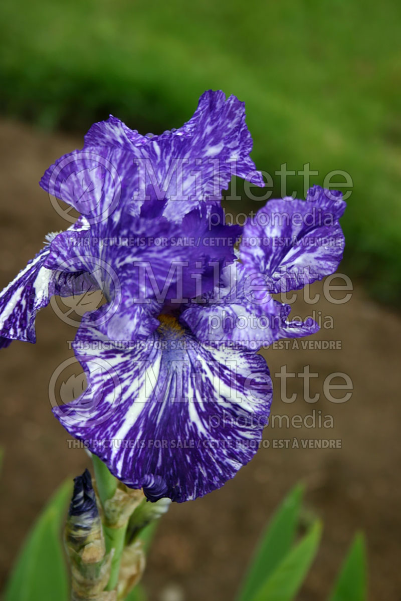 Iris Batik (Iris germanica bearded) 1 