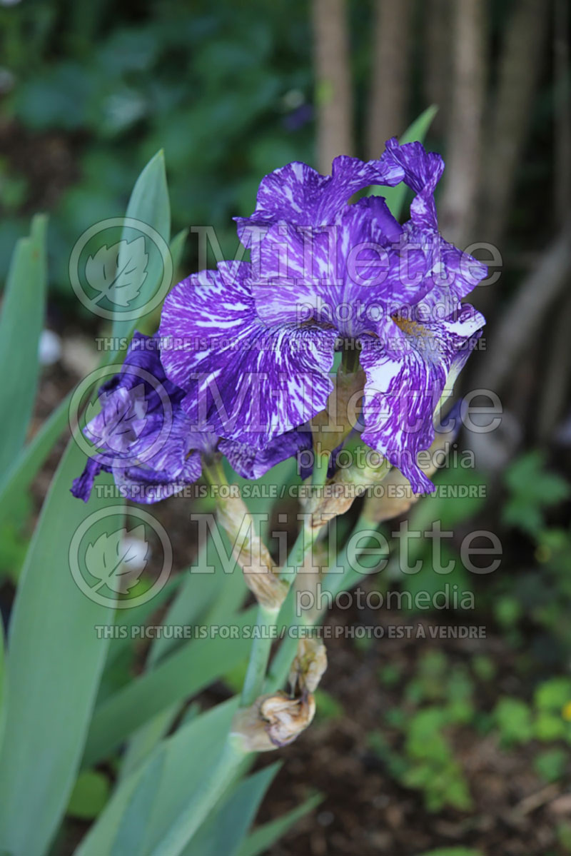 Iris Batik (Iris germanica bearded) 3 