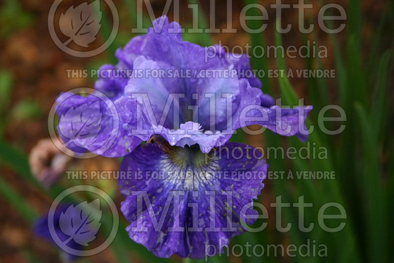 Iris Blueberry Fair (Iris sibirica) 1    
