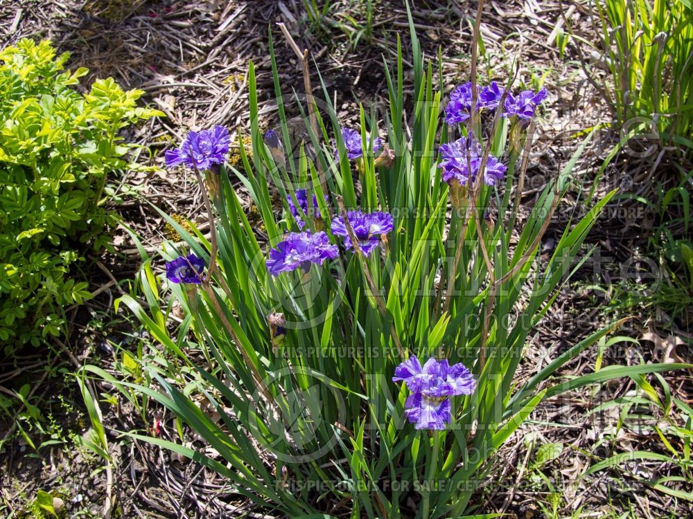 Iris Blueberry Fair (Iris sibirica) 3 
