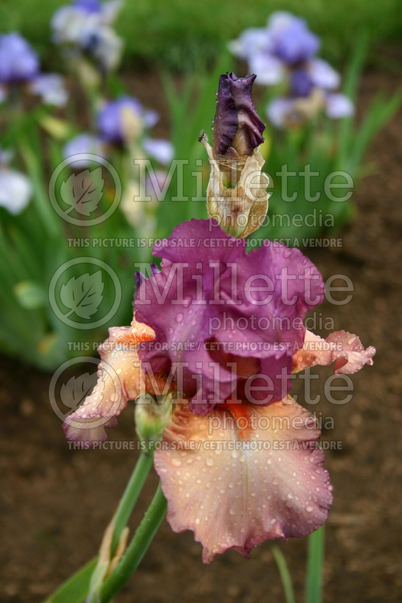 Iris Bold Expression (Iris germanica, Tall Bearded) 1