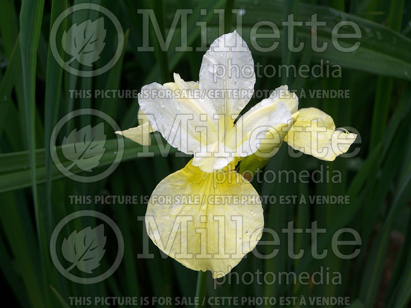 Iris Butter and Sugar (Iris sibirica) 3