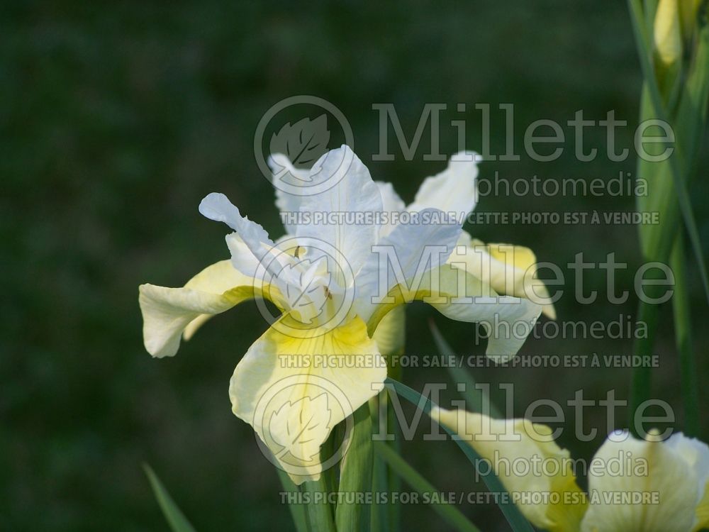 Iris Butter and Sugar (Iris sibirica) 4