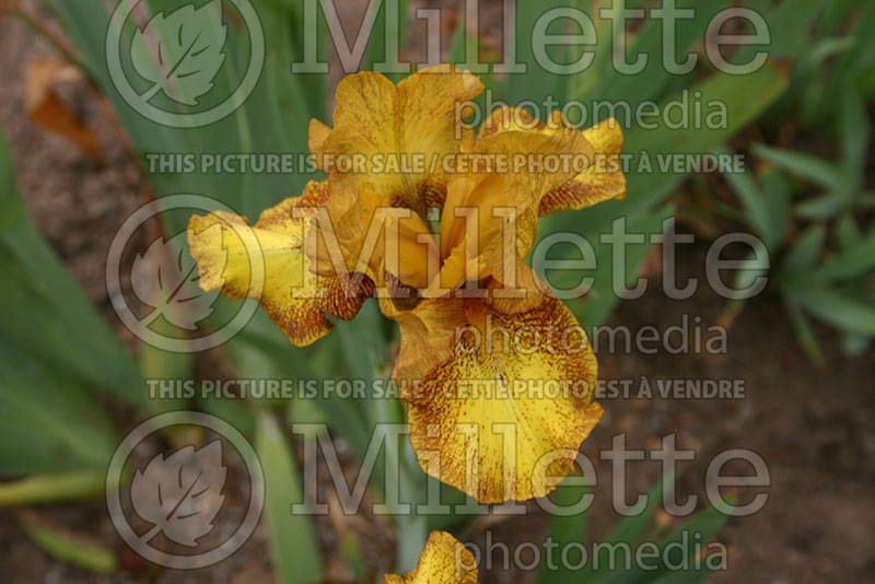 Iris Butter Pecan (Iris germanica bearded) 1